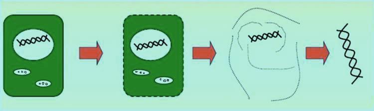 Lisis celular Métodos físicos Disrupción mecánica Homogeneizadores Tijeras Sonicación Agentes químicos Detergentes: SDS (sodium dodecyl