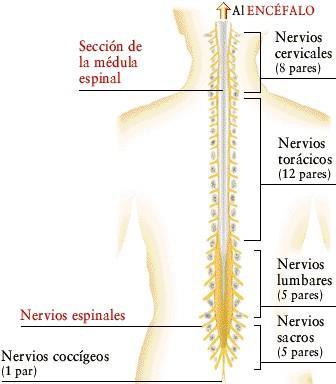 2. Sistema Nervioso Periférico Formado por los nervios y ganglios.