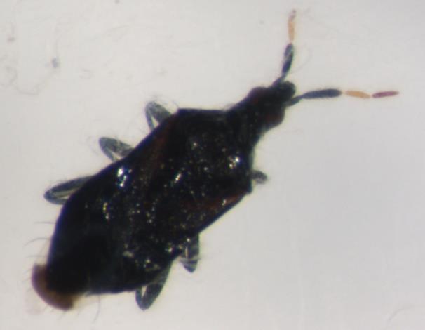 Anthocoris spp. Pequeño Cuerpo alargado y ovalado, coloración variable (de marrón a negro). Hemiélitros, mitad dura y mitad membranosa.