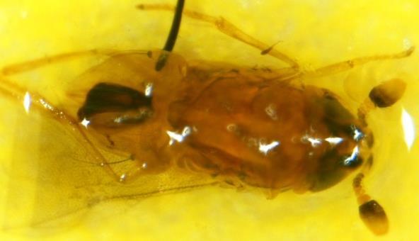 Parasitoid complex of black scale Saissetia oleae on citrus and olives: parasitoid species composition and seasonal Trend.