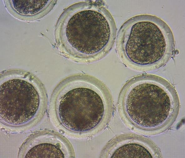 corpúsculo polar. Sin embargo, los que no se fertilizaron presentaron un citoplasma con un aspecto granuloso (Figura 3).