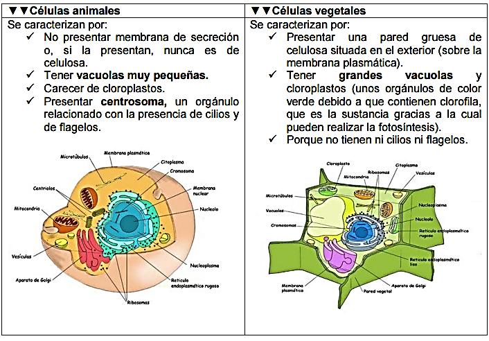 Página 4 de 16 CLASES DE CELULAS Se llaman -eucariotas a las células que tienen la información genética envuelta dentro de una membrana que forman el núcleo.