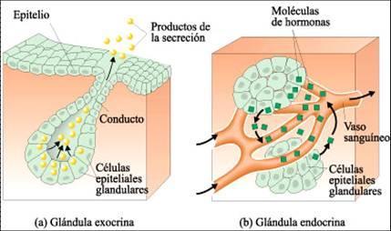 1. GLÁNDULAS Conjunto de células especializadas en secretar sustancias.