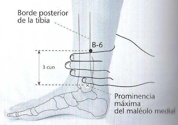 tendón del músculo extensor común de los dedos I.Delgado San Jiao I.