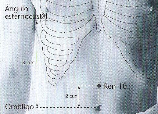 esternocostal Estómago Hogar Medio Hígado Ren10 En la línea media