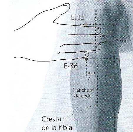 E35 ojo lateral de la rodilla y 1 anchura de dedo lateral hasta la cresta