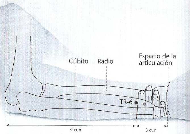 radio y el cúbito, radial al tendón del músculo extensor común de los dedos.