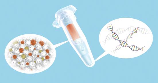 EL ADN DEL ASESINO: Extracción de ADN, PCR y electroforesis 1º Extracción de ADN