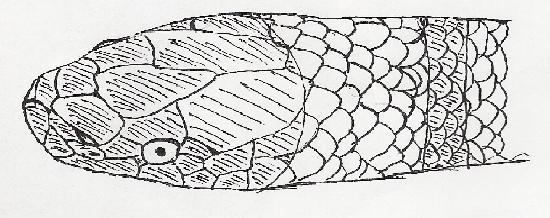 Fig. 10 Cabeza de Tantilla bocourti 12a Con escama anal no dividida (Fig. 11 a), 19 escamas dorsales quilladas (Fig.