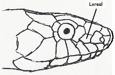 Fig. 13 Escama loreal 13a Escama rostral alargada (Fig. 14), con 13-17 escamas dorsales a mitad del cuerpo, una línea clara media dorsal rodeada de 2 oscuras que corren a lo largo del cuerpo.