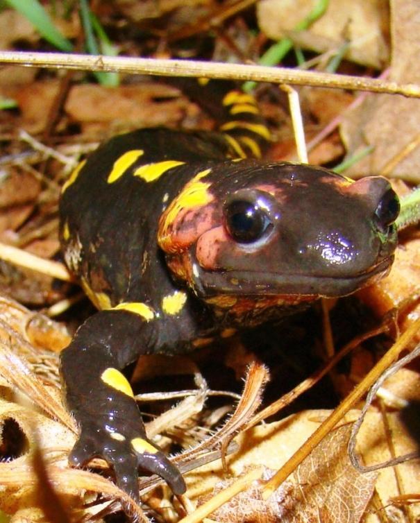 CLASE: AMPHIBIA ORDEN: CAUDATA FAMILIA: SALAMANDRIDAE SALAMANDRA COMÚN (Salamandra salamandra) Urodelo de medio tamaño (17,5 cm) y de aspecto inconfundible por su diseño muy llamativo de color negro