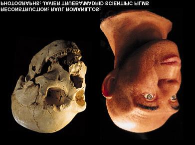 Figura 4: Escultura del aspecto probable del Homo erectus de China. encontrados también al sur de Francia un poco mas tarde (450 mil años).