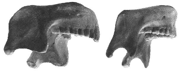 Un descubrimiento a resaltar es la mandíbula de Mauer, una gran mandíbula con todos sus dientes.