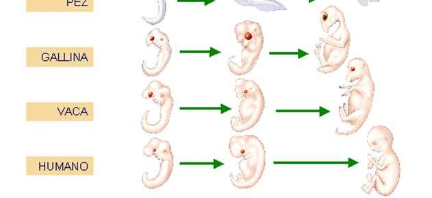 4 Pruebas embriológicas El parentesco evolutivo de distintas