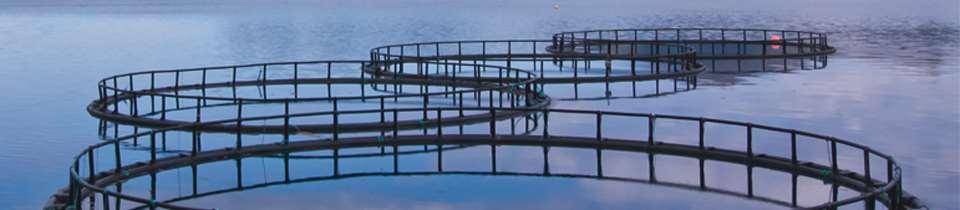 ... producción de acuicultura en España Instalaciones: En 2011 se encontraban en funcionamiento en España un total de 5.120 establecimientos de acuicultura.
