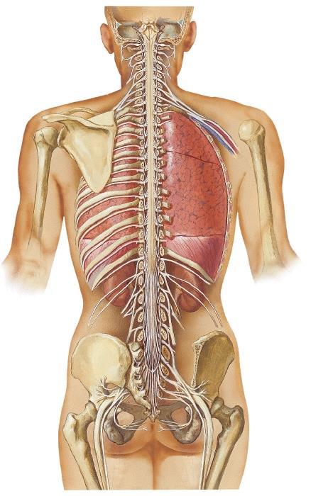 Por su localización Espinal o segmentaria: afecta clínicamente al segmento(s) muscular correspondiente a la