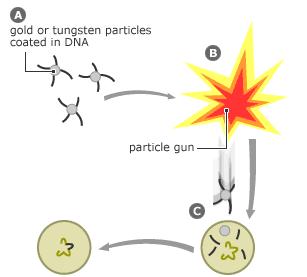 Bio-balística A) Partículas microscópicas de oro o tungsteno se recubren del DNA que contiene la