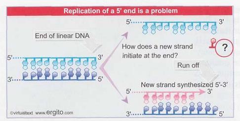 La replicación de los extremos de un ADN lineal doble cadena requiere adaptaciones Cuando se elimina el último cebador de ARN de la hebra discontínua no existe una hebra donde la ADN pol.