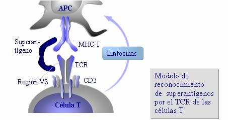 Una vez producida la selección positiva y negativa, las células supervivientes (menos del 2% del total) dejan de expresar uno de los dos correceptores (CD4 o CD8), dando lugar a células CD4 + CD8 -