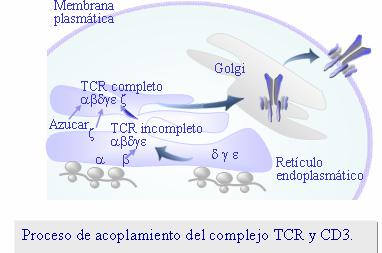 glicosilación en el extremo N terminal de las cadenas alfa y beta del TCR y gamma y d del complejo CD3 (Figura 7.7). Fig.:7.