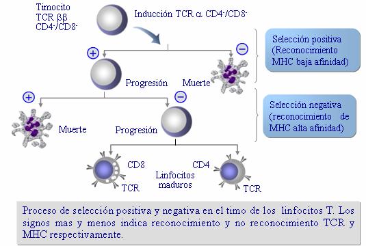 encuentran CD4, CD8, CD2, CD45) (ver capitulo sobre activación de linfocitos T).