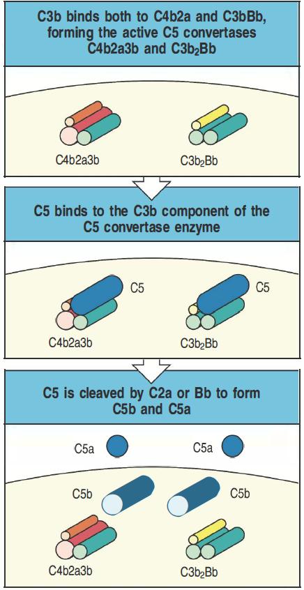 .5 LA VÍA LÍTICA La formación de las convertasas de C3 es el punto de convergencia de las tres vías de activación del complemento.