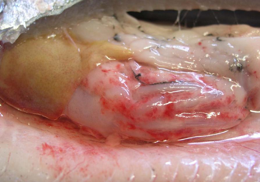 Necrosis pancreática infecciosa IPN Agente: Virus IPN (Birna virus) Cuadro: Niveles de mortalidad bajos a altos dependiendo del tamaño de los peces y otras características.
