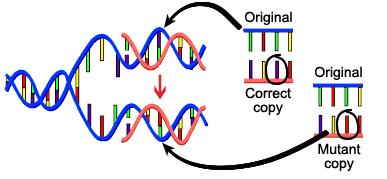 El genoma humano no