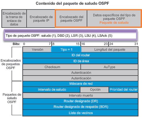 Como se muestra en la ilustración, los paquetes de saludo OSPF se transmiten a la dirección de multidifusión 224.0.