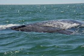 cría de ballena gris