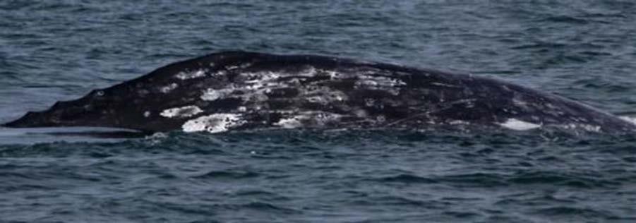 El trabajo de monitoreo de la ballena gris Eschrichtius robustus, forma parte del proyecto conjunto entre la Alianza World Wildlife Fund - Telcel y el LSIESP (Laguna San Ignacio Ecosystem Science