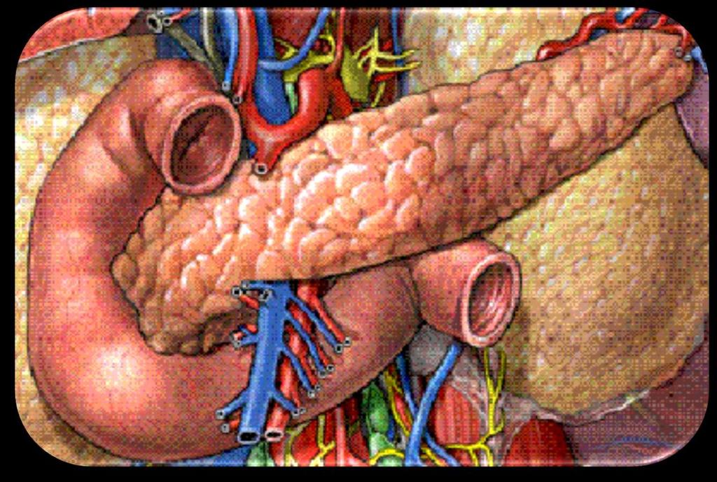Generalidades y Ubicación Glándula digestiva accesoria
