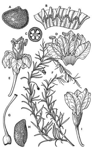 Figura 5. Lycium chilense var. filifolium (Bernardello y Steibel 111). A: semilla, x 20. B: sector basal de la corola desplegada vista por dentro mostrando la base engrosada de los filamentos, x 8.