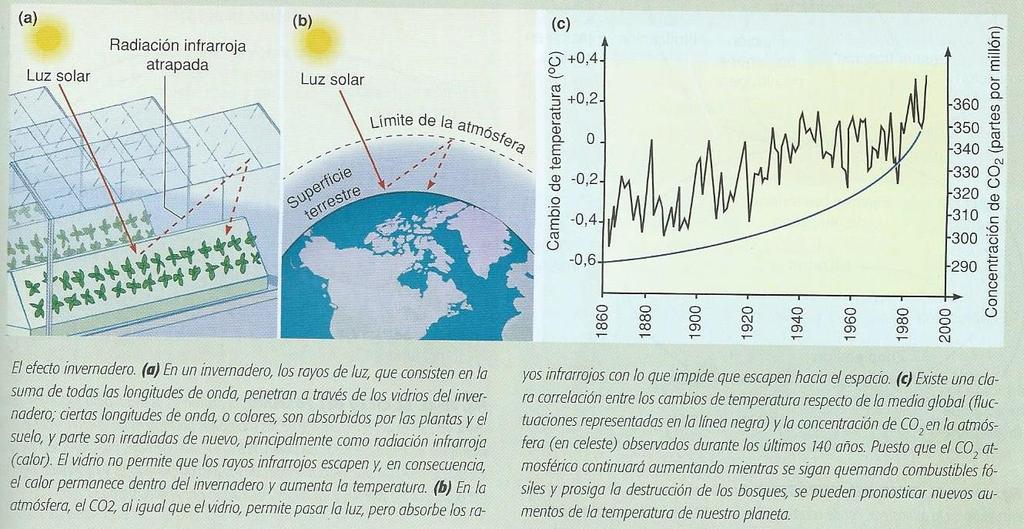Efecto invernadero y calentamiento global Durante los últimos 10.000 años la [CO 2 ] de la atmósfera permaneció prácticamente constante (0,03%).