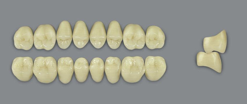 VITAMFT Multi Functional Teeth Anteriores superiores forma