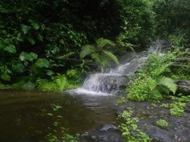Bosque siempreverde estacional piemontano de Cordillera Costera del Pacífico Ecuatorial Manglar del