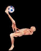 Sistema Muscular Poses de cuerpo completo ilustran el balance, la
