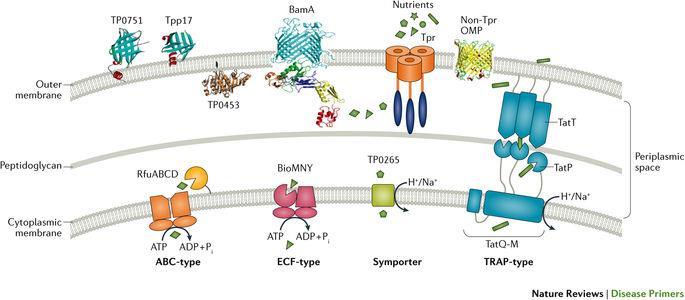 T. pallidum: contenido proteico Muchas proteínas sumergidas en el espacio periplásmico (no actúan como PAMPs): evasión de la inmunidad innata.
