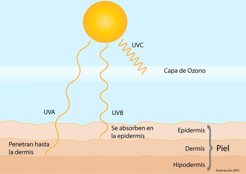 Rayos UVB: (longitud de onda entre 290 320 nm) tienen un poco más de energía que los rayos UVA.