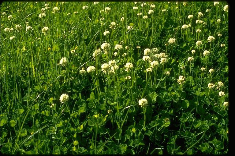 Características de las principales especies forrajeras Trifolium