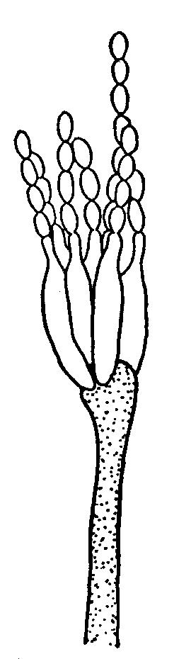 Scopulariopsis sp. Conidios sin base plana, simétricos. Colonias de variado color 10 Conidios maduros elípticos a fusiformes, o cilíndricos.