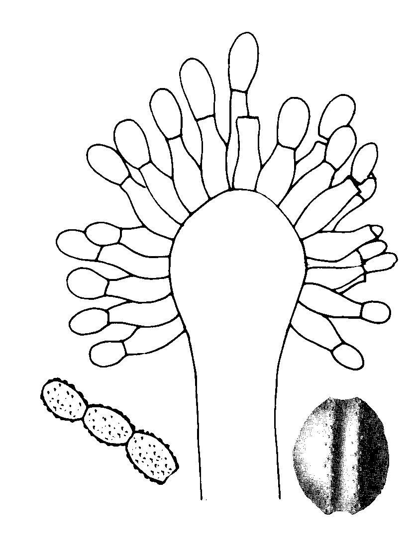 Ascosporas rugosas con dos crestas longitudinales, anchas, irregulares y prominentes 104 Colonias con hifas estériles amarillo o anaranjado.