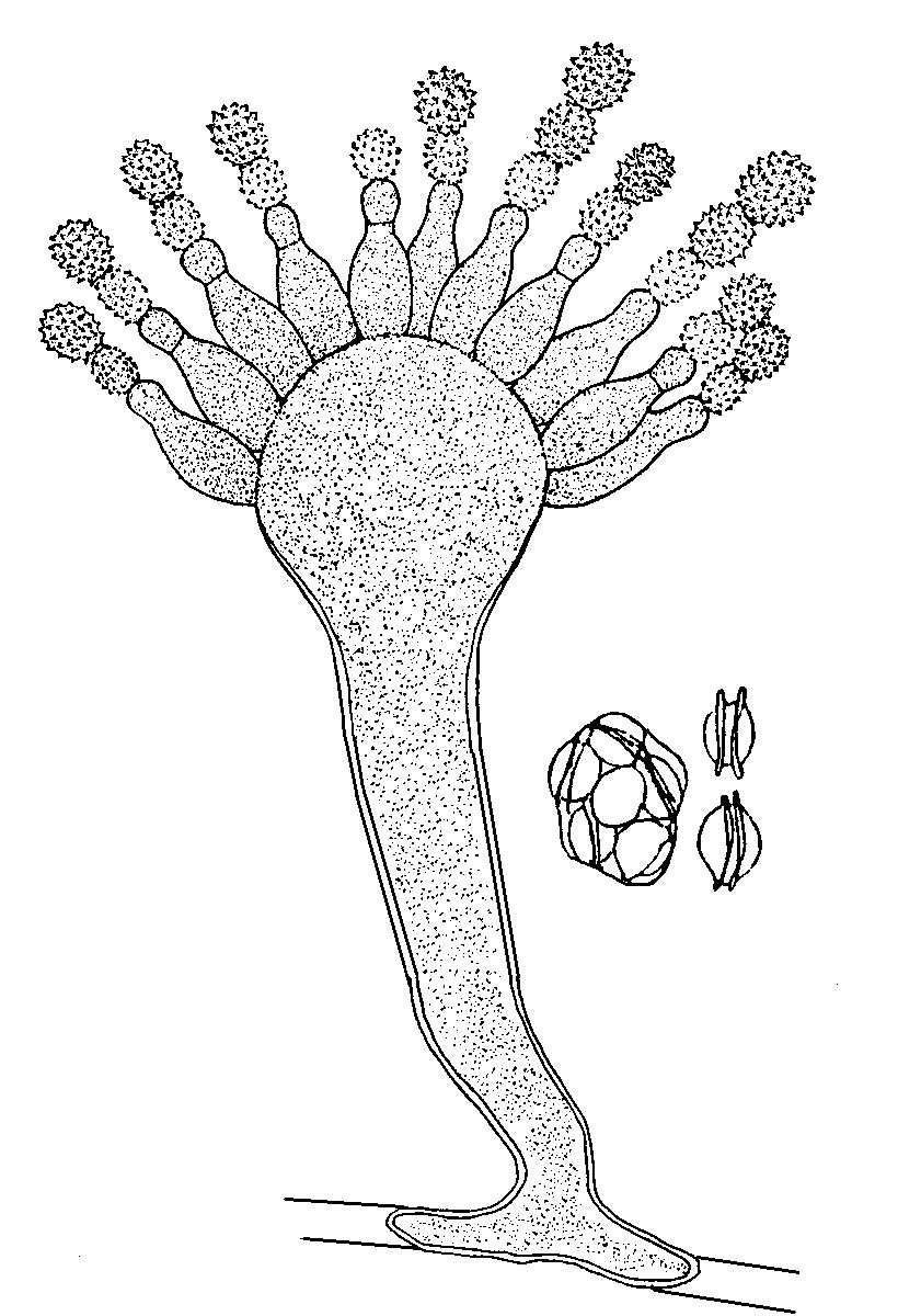 Ascosporas lisas con un vestigio de surco longitudinal - Eurotium repens (anamorfo Aspergillus reptans) Colonias con hifas anaranjado a rojizo que se vuelven pardo rojizo.