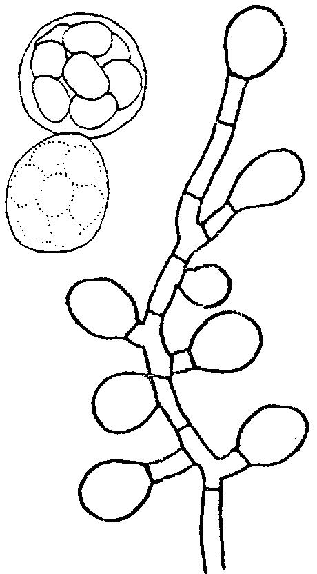 Suele haber cleistotecios o esbozos de los mismos Xeromyces bisporus 114 (113) Artrosporas y clamidosporas