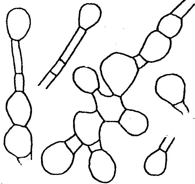 Predominan artrosporas y clamidosporas intercalares 117 116 (115) Colonias de color blanco, con parte gris o negro en