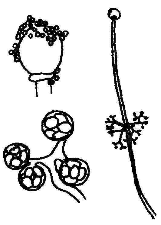 columela redonda Syncephalastrum racemosum Abundante desarrollo a 37 C