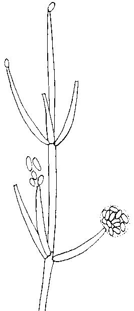 blastosporas - Trichosporon sp.
