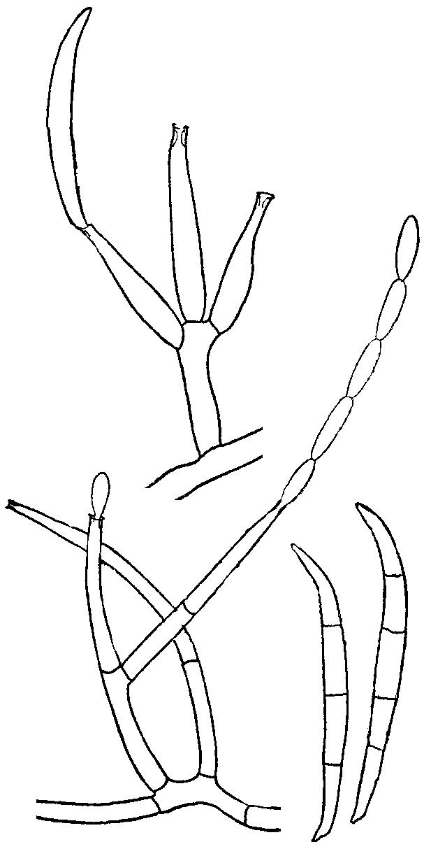 colonias algodonosas Fusarium sporotrichioides 149 (147) Microconidios con forma
