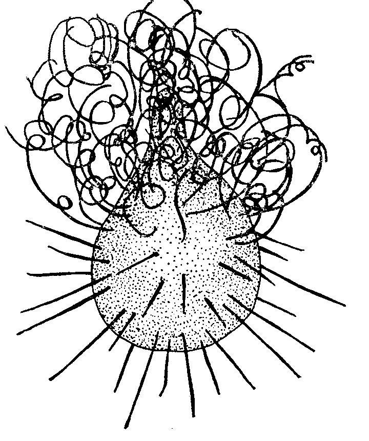 167 (165) Esporas menores que 6 µm de ancho Cladosporium herbarum 168 (133)