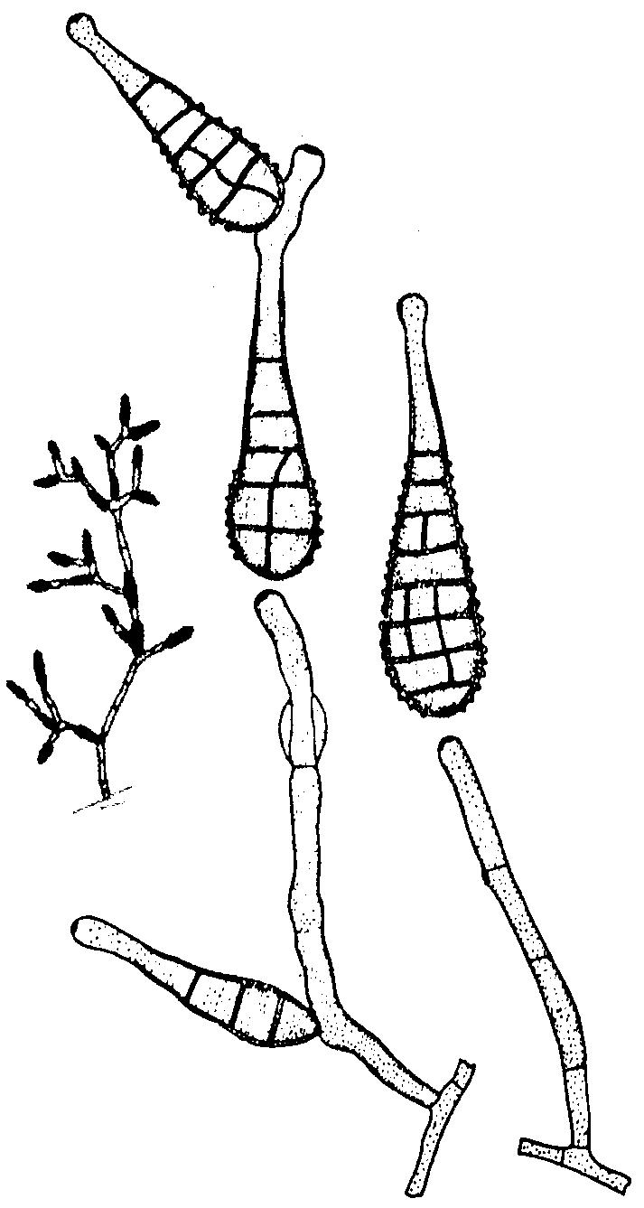 largo - Curvularia sp.